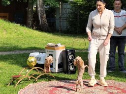 Představení pudlíků a plazů na zahradě MŠ