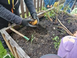 Jak jsme sklízeli brambory