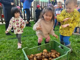 Jak jsme sklízeli brambory