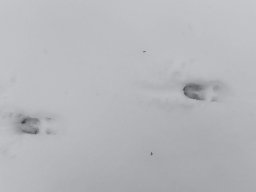 Mrazíci a zvířátka